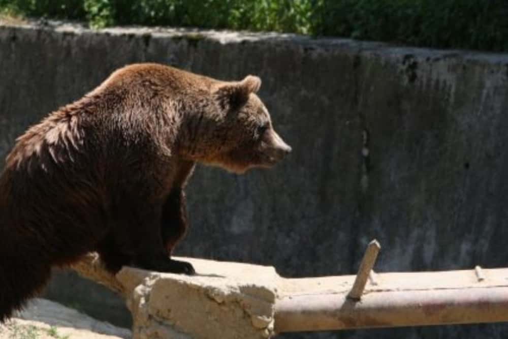Urs pe o stradă din Câmpina! S-a emis mesaj RO-Alert 