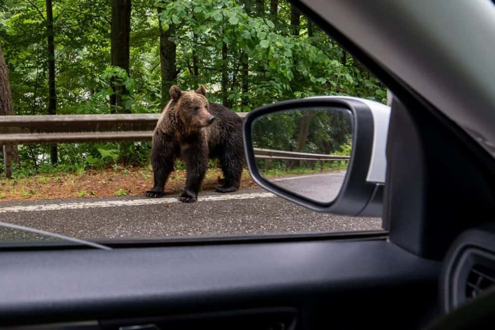 Urșii dau năvală în orașele din Prahova. La Plopeni, chiar pe un bulevard din localitate!