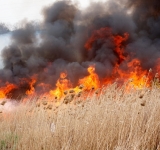 Incendiu pe nouă hectare de teren, în Urlați. Zeci de pompieri se luptă cu flăcările