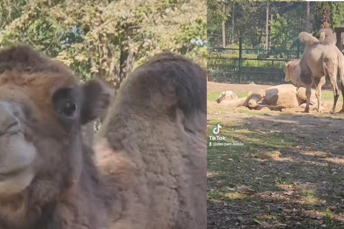 Ali, Nadia și Cleo, cămilele de la Zoo Bucov, își schimbă părul, dar năravul - ba!