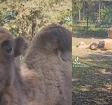 Ali, Nadia și Cleo, cămilele de la Zoo Bucov, își schimbă părul, dar năravul - ba!
