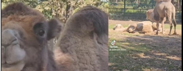 Ali, Nadia și Cleo, cămilele de la Zoo Bucov, își schimbă părul, dar năravul - ba!