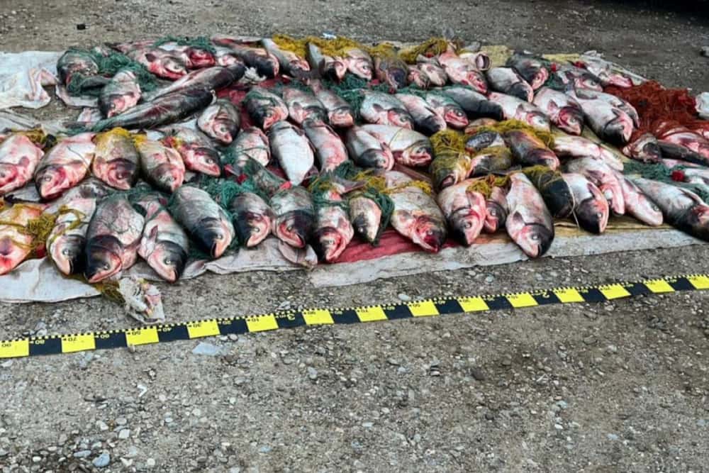 Șase bărbați au furat peste 900 de kg de pește din bălțile de la Fulga. S-au ales cu cătușe și confiscarea mașinilor, a unei bărci și a plaselor de pescuit