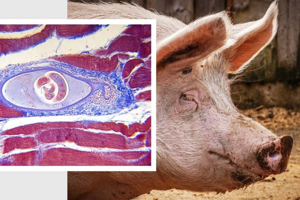 Cât costă testele pentru depistarea trichinelozei, în centrele sanitar-veterinare din județul Prahova