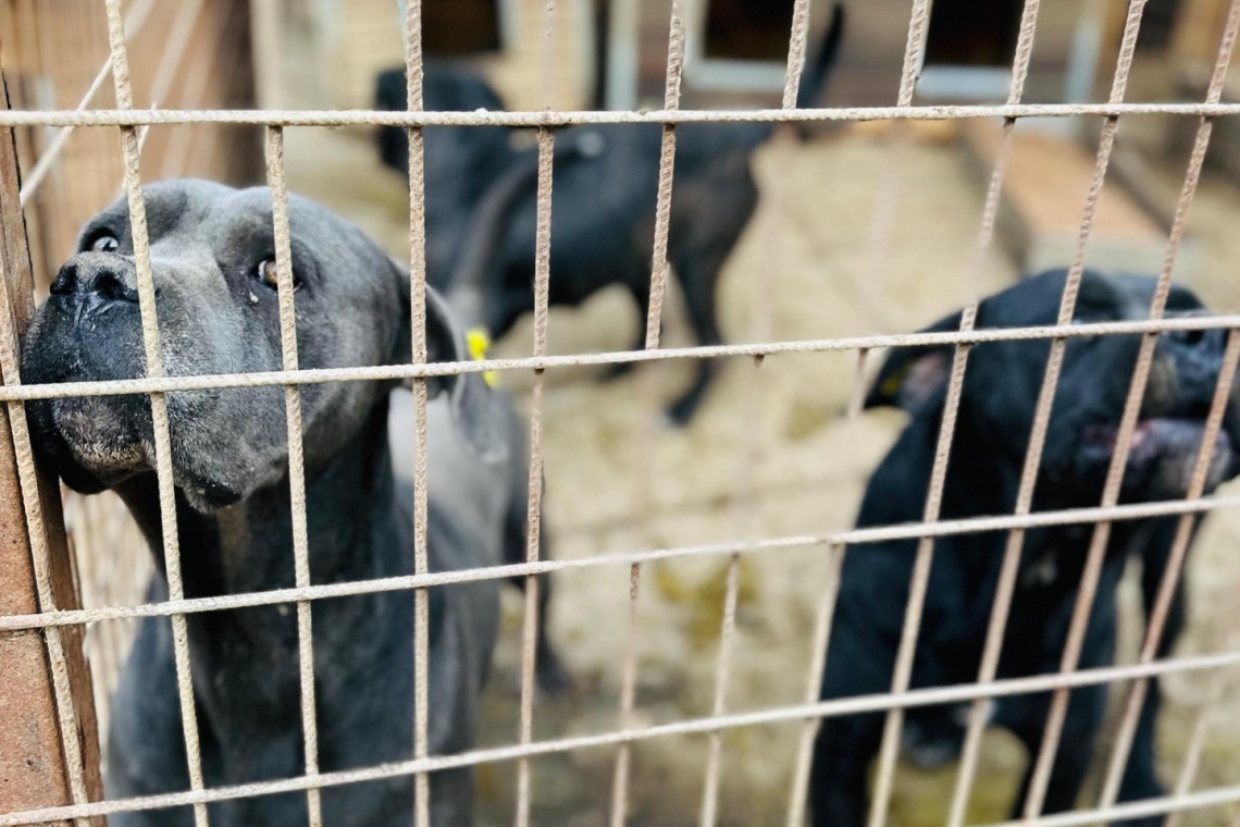 Câinii comunitari din Filipeștii de Pădure vor ajunge la adăpostul de la Bucov