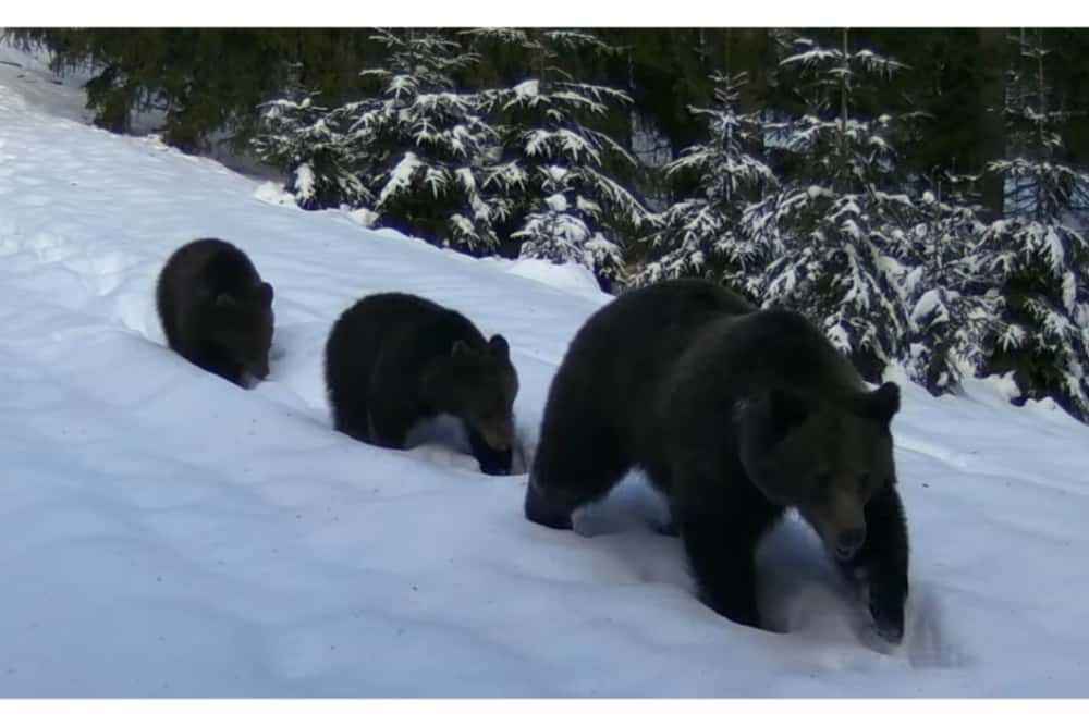 Urșii nu (prea mai) hibernează, în Parcul Natural Bucegi!