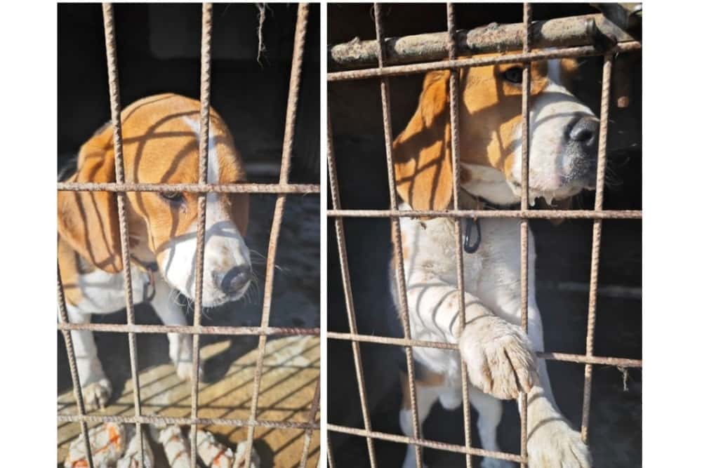 Update/Recunoașteți acest cățel? A fost dus la adăpostul de la Bucov de o persoană care l-a găsit pe stradă!