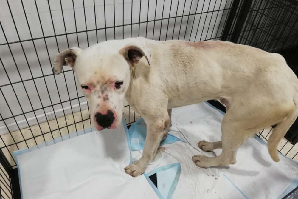 Cățelul salvat de pe o stâncă de lângă Brebu se pare că era pierdut de o săptămână. Norocul lui a fost Arca lui Norocel!