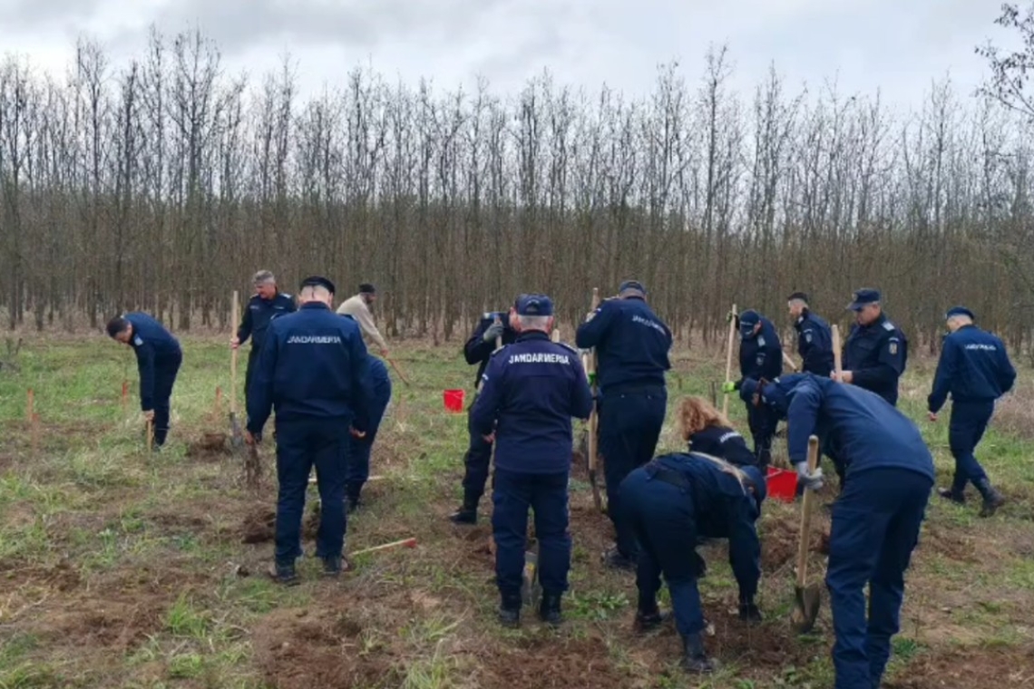 Jandarmii prahoveni au plantat sute de puieți de stejar, la Gherghița