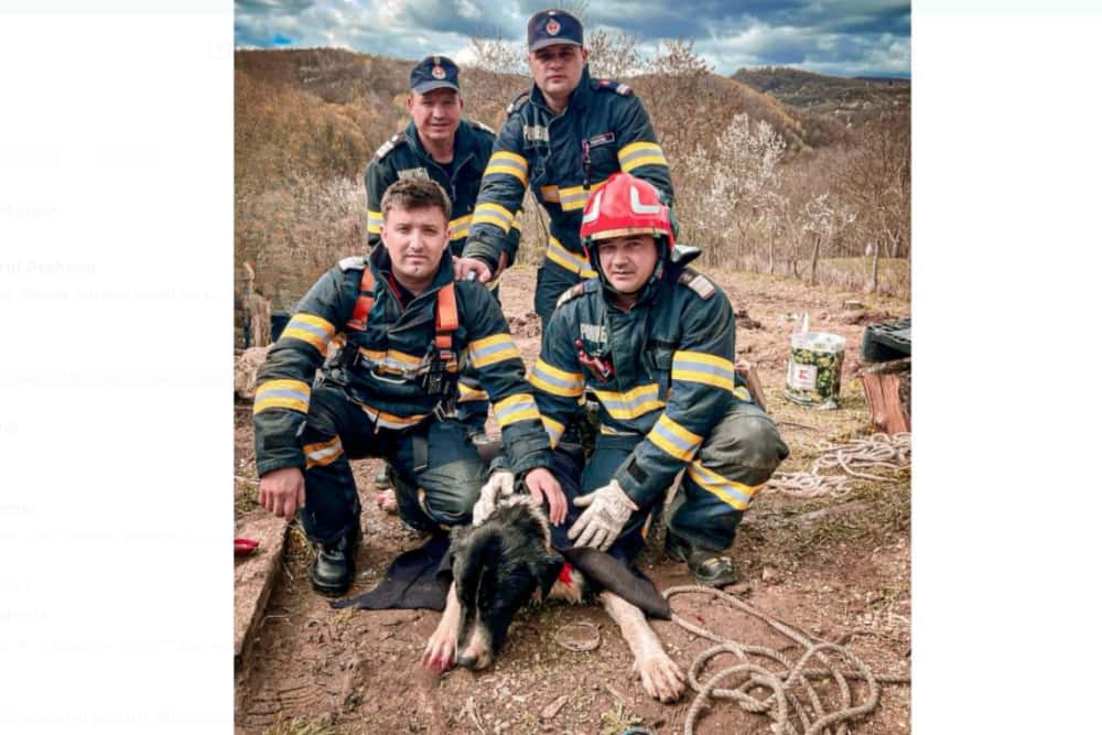 Cățel salvat dintr-o fântână de pompierii prahoveni, în comuna Cărbunești