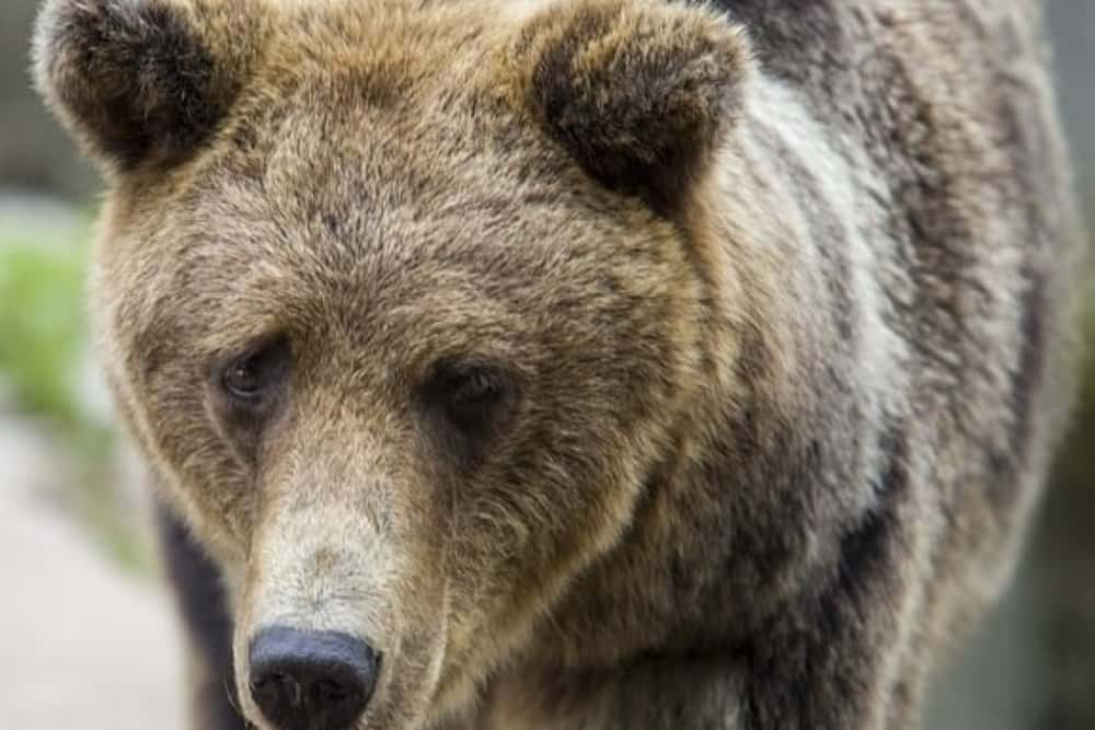 Urs în parcul din centrul Bușteniului. S-a emis mesaj Ro-Alert