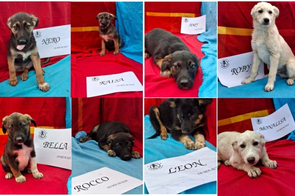 Cățeluși simpatici vă așteaptă să-i luați acasă la Târgul de Adopții de la Parcul Bucov!