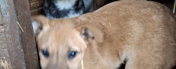 Nouă cățeluși au fost adoptați, ieri, la Parcul Bucov. Alții s-au întors în adăpost...