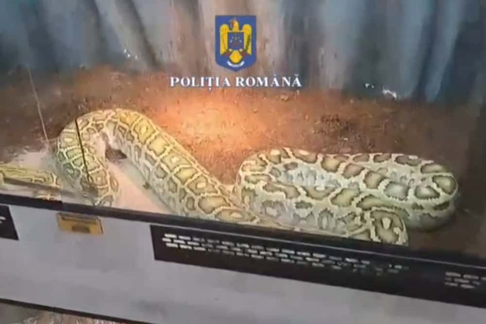 Reptilele la control! Ce s-a găsit în casa unui prahovean