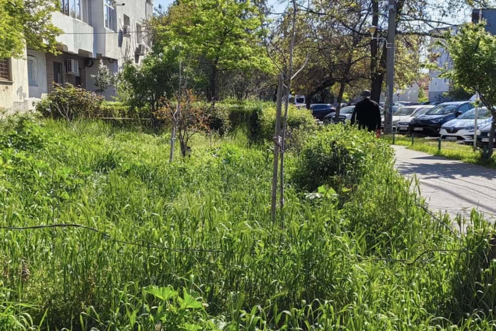 UPDATE/ Bălăriile au invadat cartierul ploieștean Mihai Bravu!