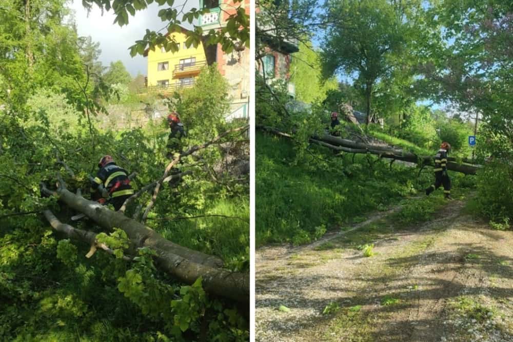 Pompierii au intervenit în Sinaia și Valea Doftanei, pentru îndepărtarea unor copaci rupți
