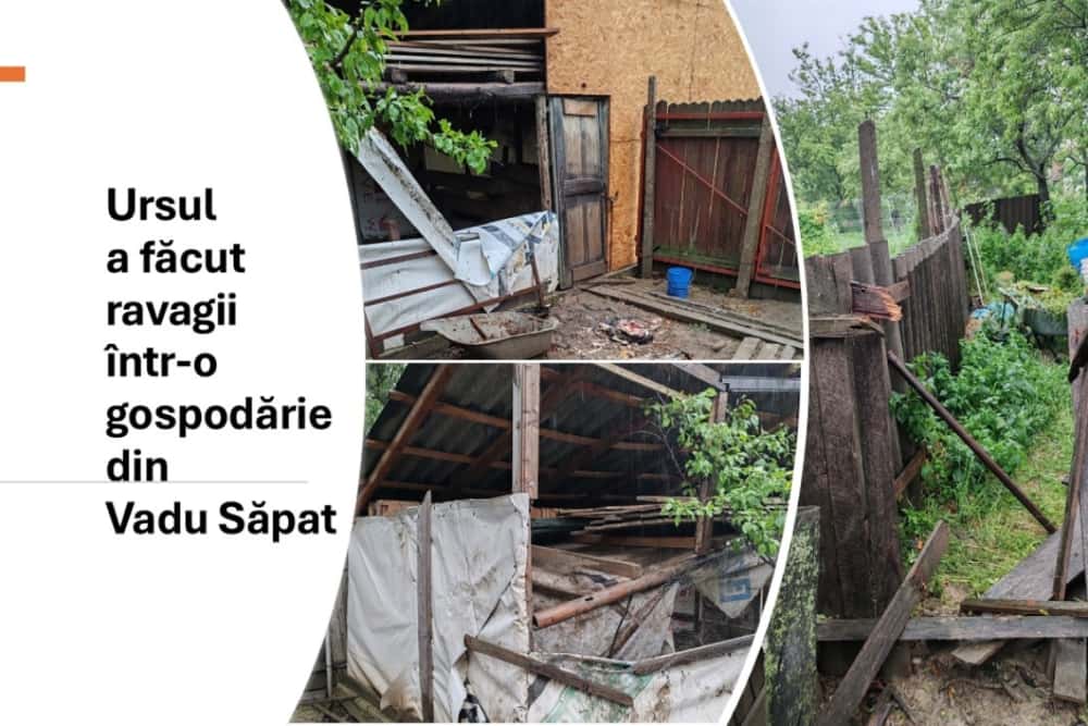 Un urs face ravagii în Vadu Săpat! Oamenii locului îi cer socoteală primarului!