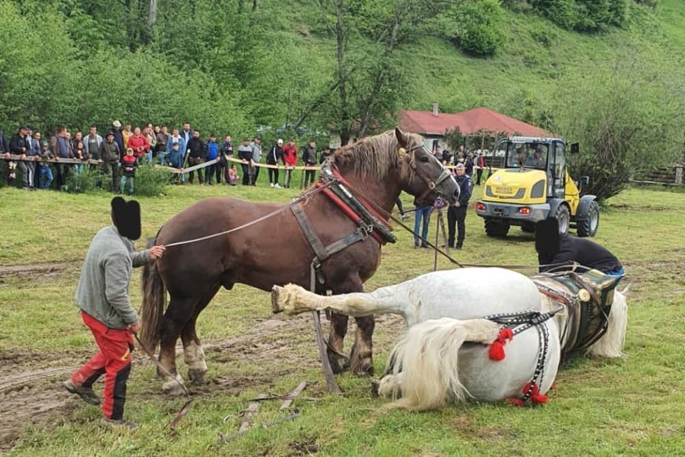 Cal de rasă, mort la un concurs de tras bușteni, organizat la Sângeorz Băi. Bietul animal a murit imediat după proba pe care a câștigat-o!