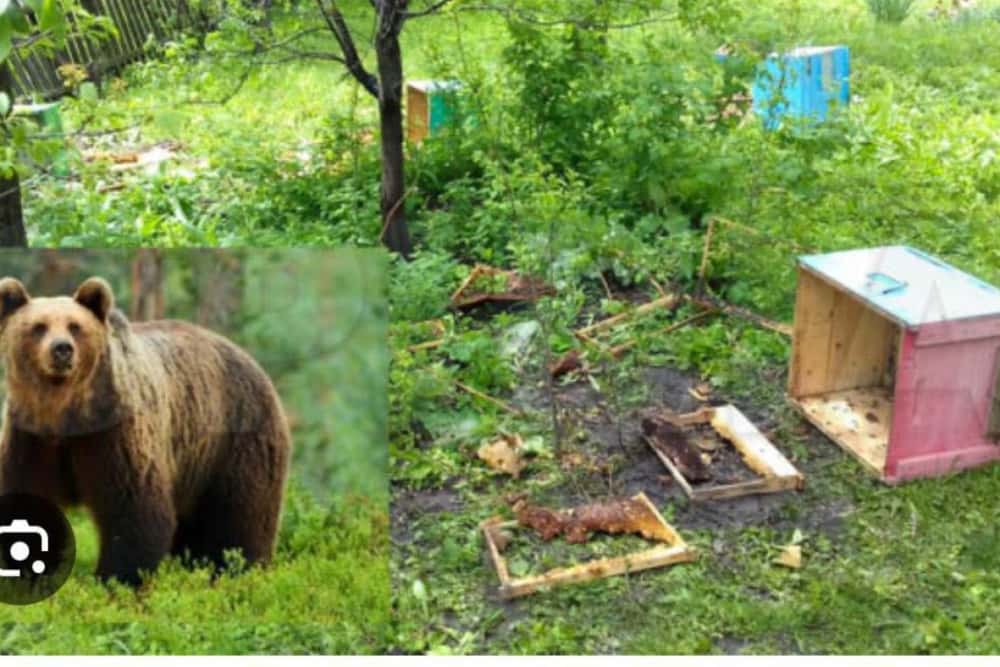 Un urs a dat iama în stupii de albine, în comuna Ceptura. Incidentul a avut loc luni seară