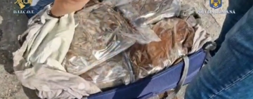 Troler plin cu cannabis, descoperit în mașina unei firme de curierat, într-o parcare din Bușteni