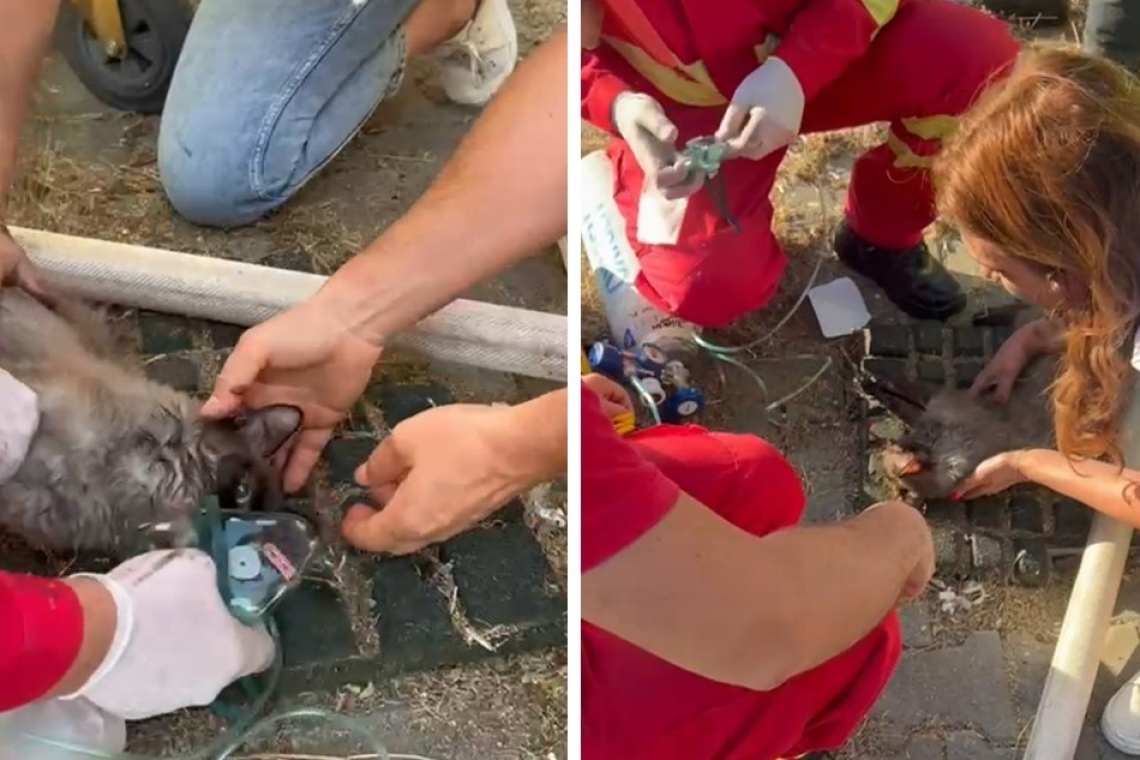 Cinci pisici și un câine au fost salvați de pompieri, la incendiul din centrul comunitar Berceni