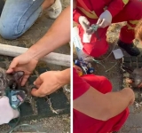 Cinci pisici și un câine au fost salvați de pompieri, la incendiul din centrul comunitar Berceni