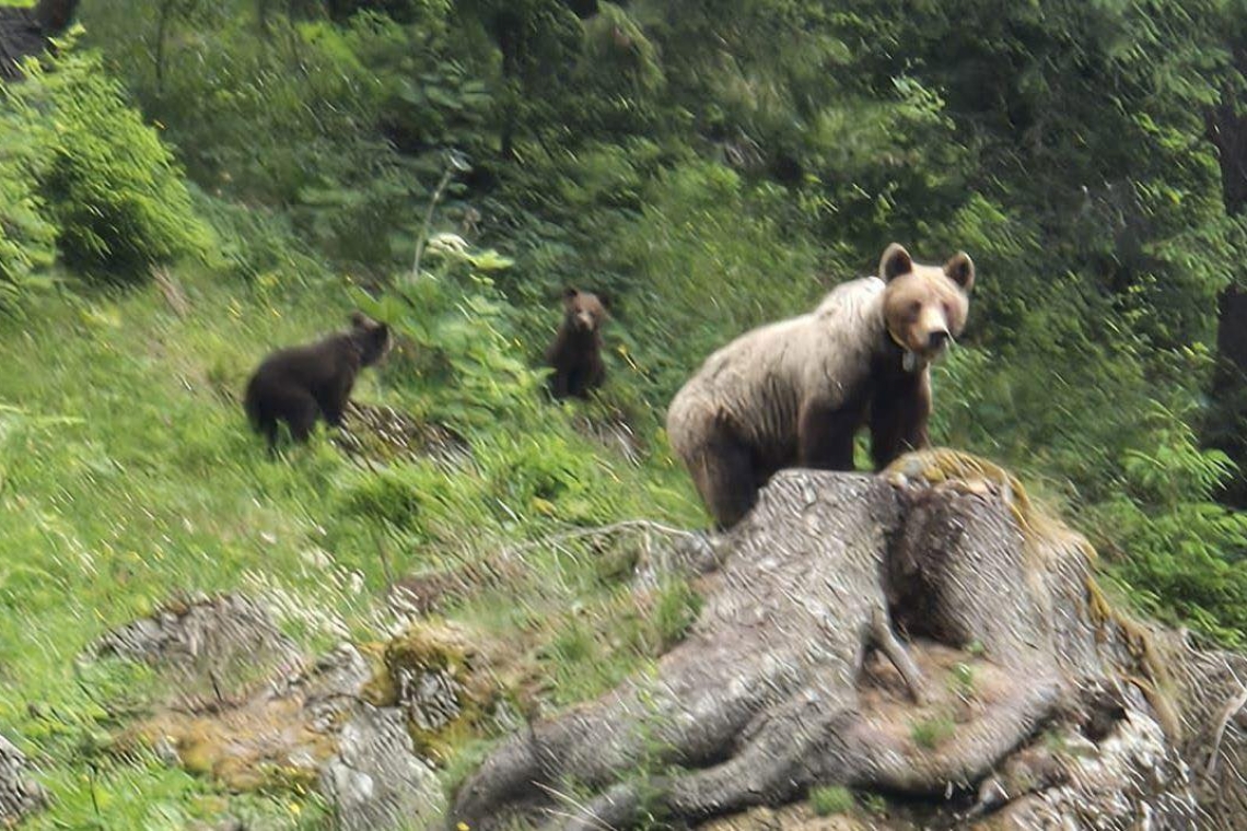 Atenție dacă parcurgeți trasee din Bucegi, zilele acestea! O ursoaică cu doi pui - în zona Mălăiești-Padina