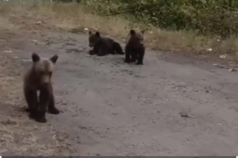 Cei trei ursuleți rămași orfani după împușcarea mamei lor, pe Transfăgărășan, încă NU au ajuns la sanctuarul de la Zărnești!