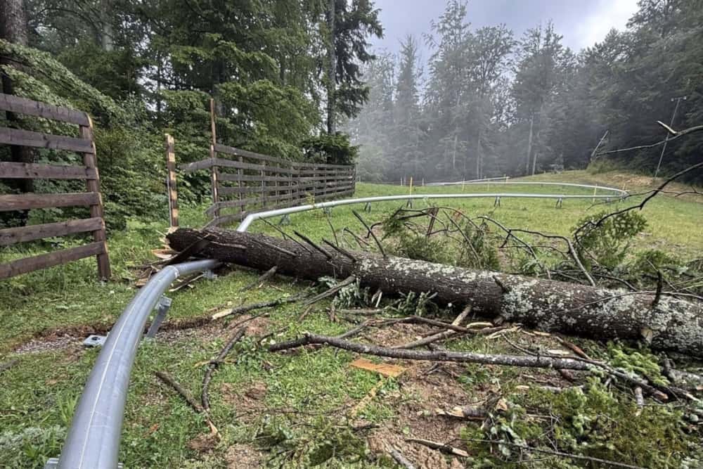 Un brad a căzut peste instalația saniei de vară din Sinaia, încă nedată în folosință