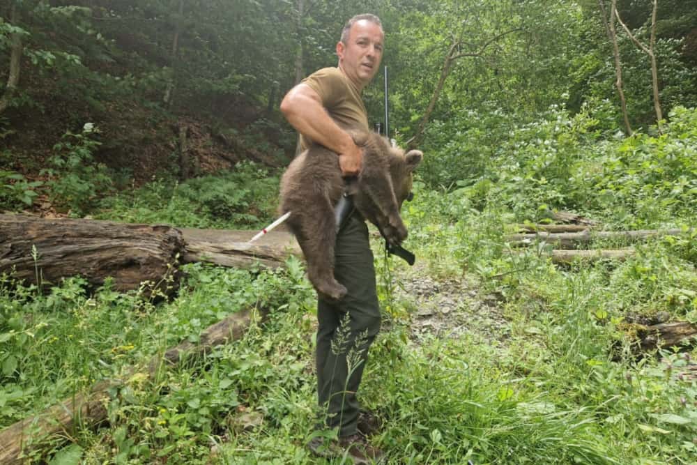 Unul dintre puii de urs rămași orfani după ce mama lor a fost împușcată pe Transfăgărășan a fost prins