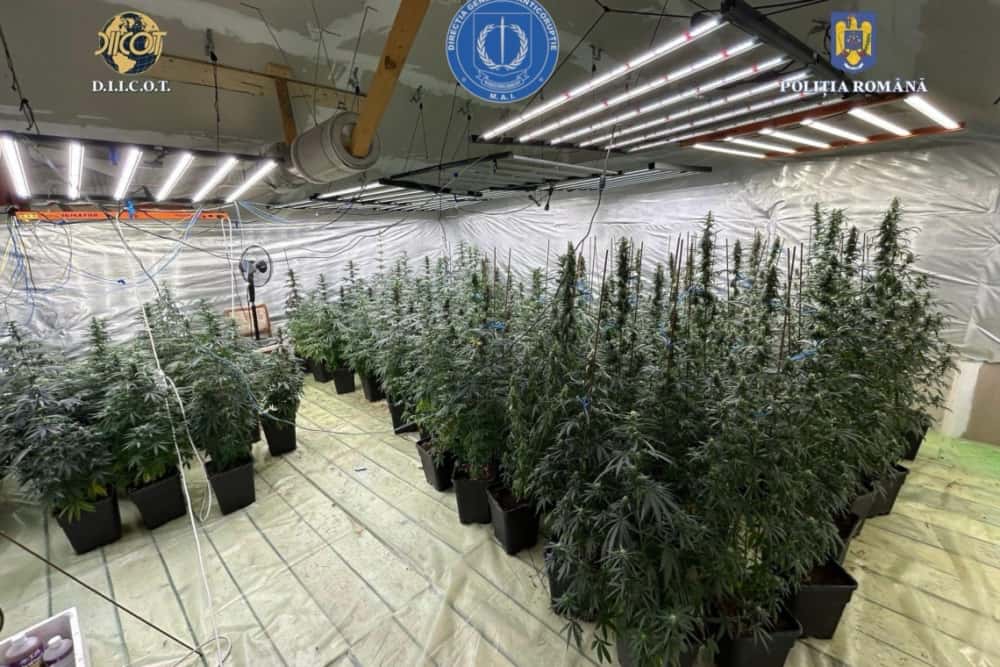 Polițist din Dâmbovița, reținut pentru trafic de droguri de mare risc! La domiciliul acestuia s-a găsit o cultură de canabis