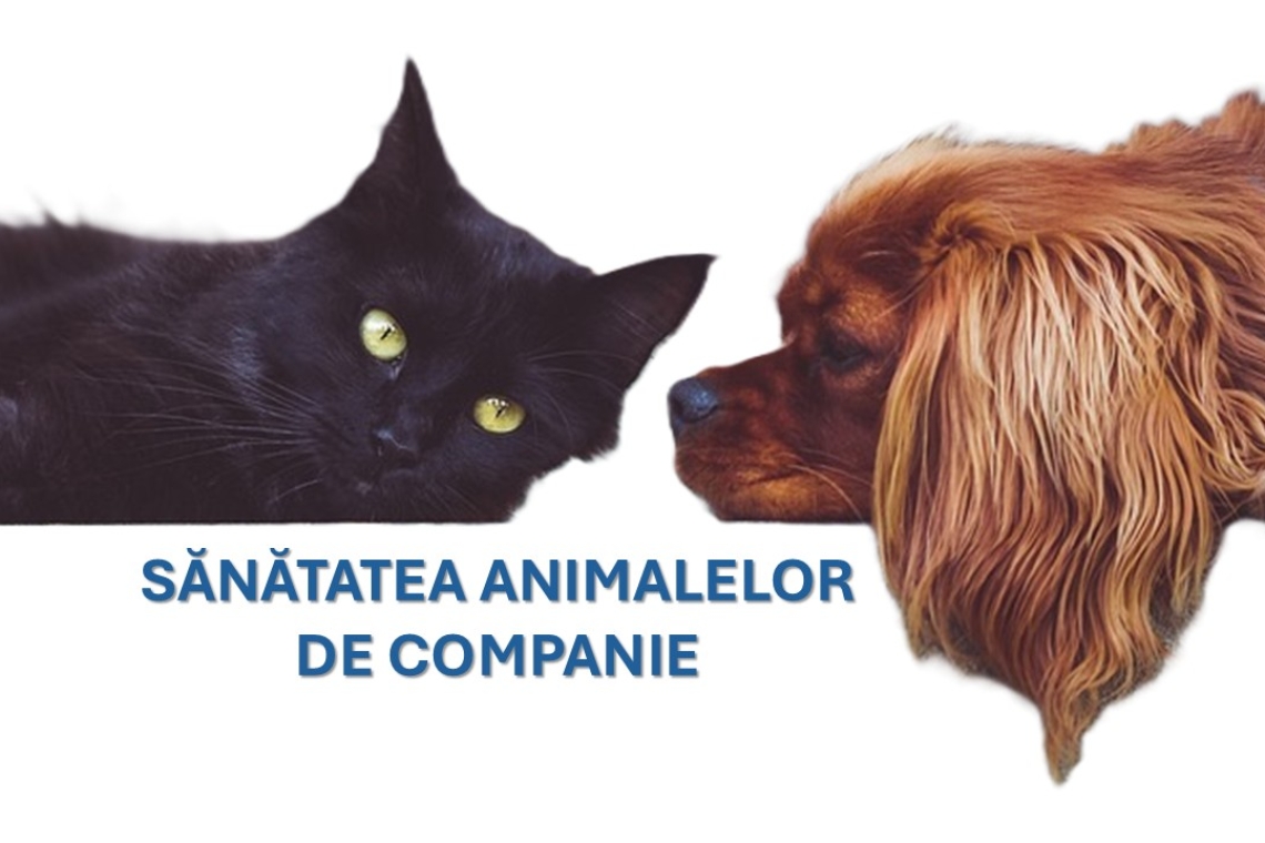 Sănătatea animalelor de companie: cum îți protejezi câinele și pisica prin vaccinare și deparazitare