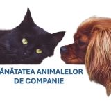 Sănătatea animalelor de companie: cum îți protejezi câinele și pisica prin vaccinare și deparazitare