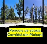 Ploiești | Copacii morți de pe strada Cornățel - pericol pe marginea drumului