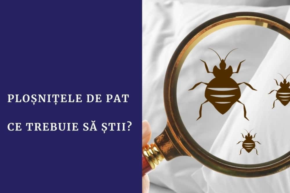 V-ați întors din concediu cu ”vizitatori nepoftiți” în bagaje? Ce trebuie să știți