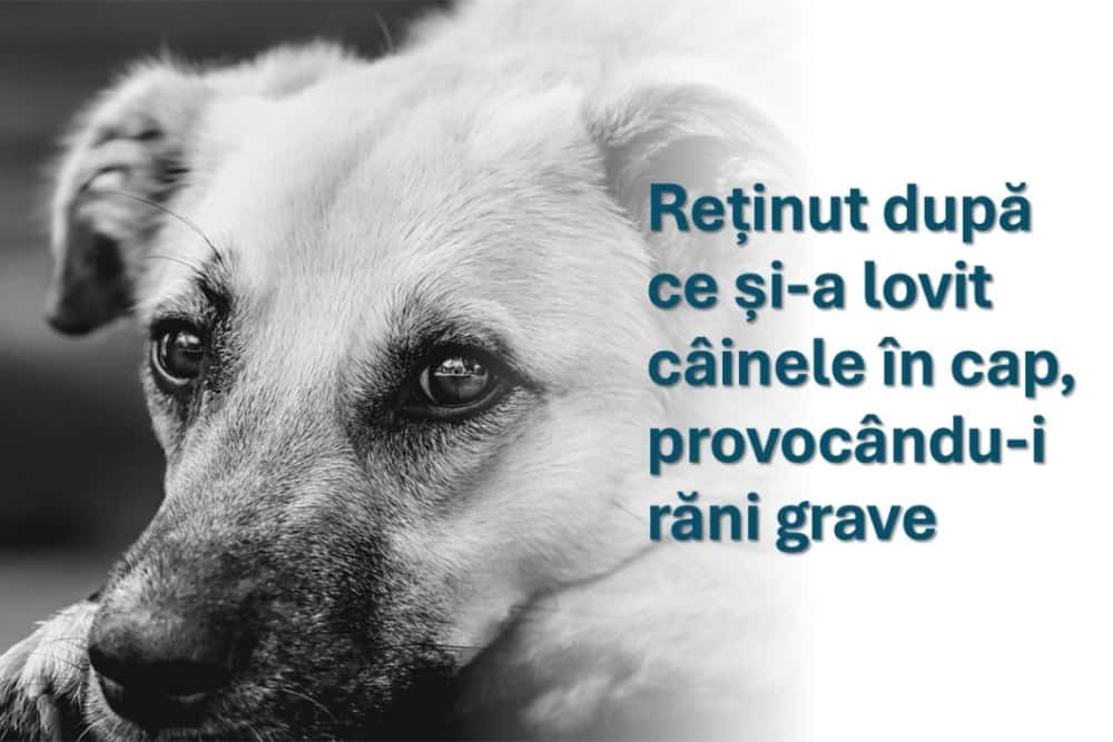 Un bărbat din Gorgota, reținut după ce și-a lovit câinele în cap cu un obiect contondent
