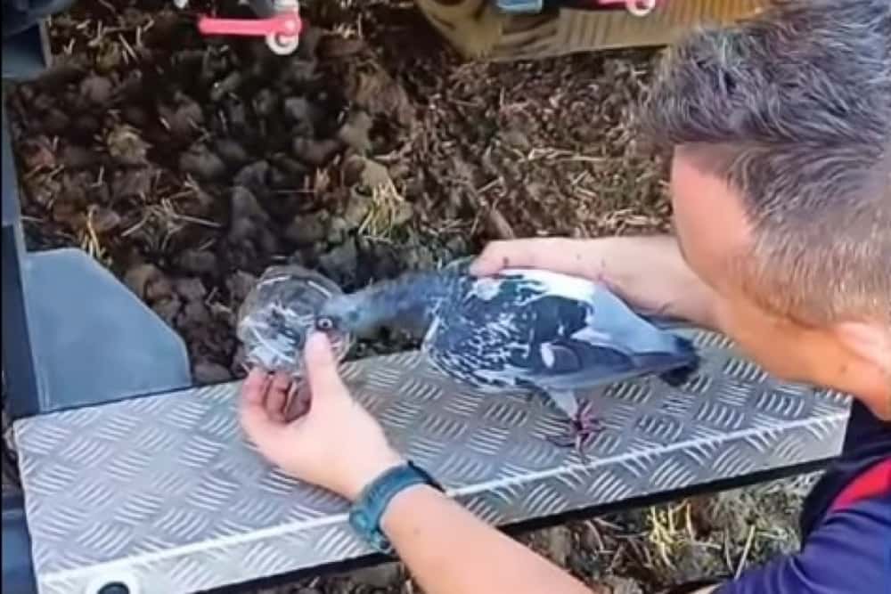 Porumbel salvat de pompierii prahoveni, în mijlocul luptei cu flăcările
