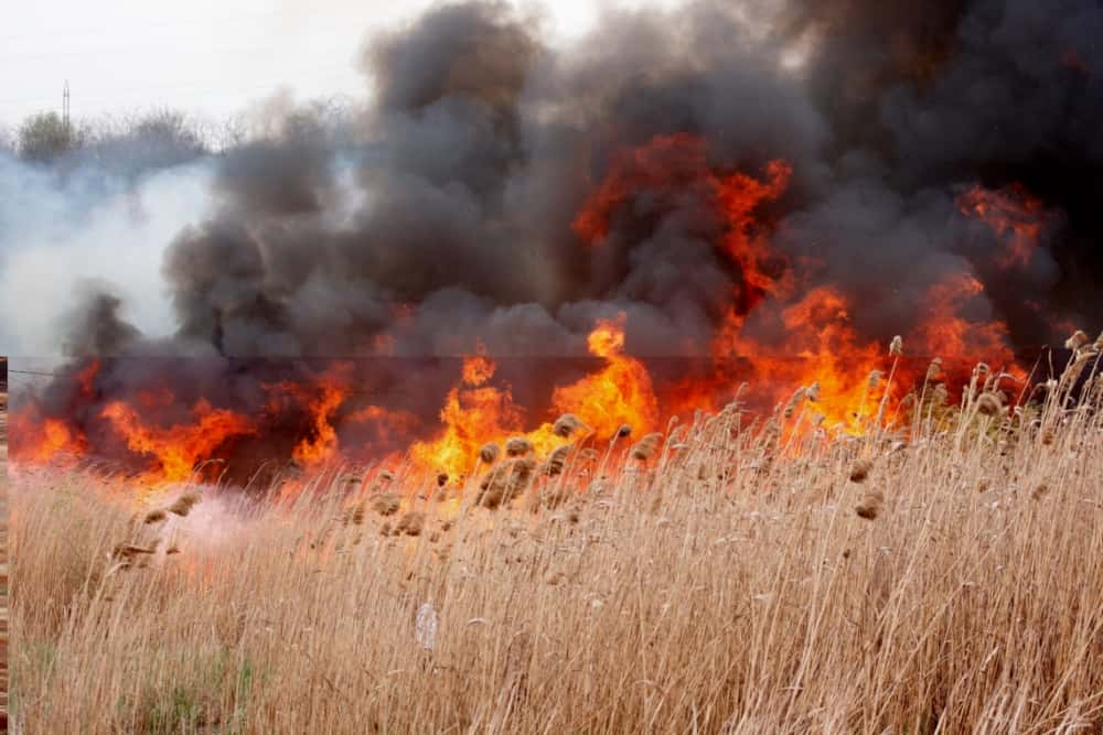 UPDATE/ Incendiu de vegetație lângă Centura de Est a Ploieștiului