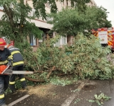 Vântul a doborât mai mulți copaci în Ploiești, Câmpina, Urlați și Râfov. Pompierii au intervenit pentru degajarea arborilor căzuți