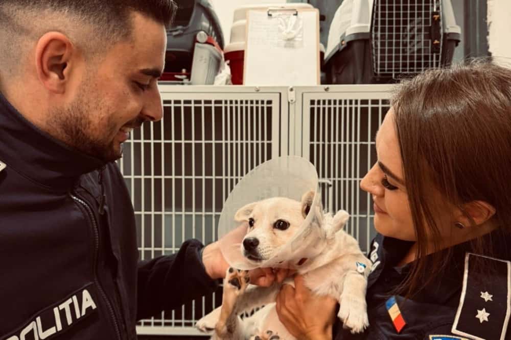 Un polițist prahovean a salvat un cățel de pe șosea, chiar în preajma Zilei Mondiale a Animalelor