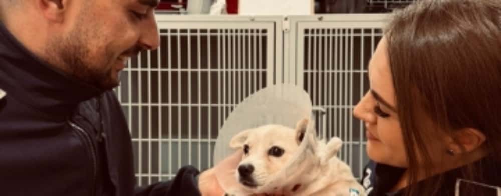 Un polițist prahovean a salvat un cățel de pe șosea, chiar în preajma Zilei Mondiale a Animalelor