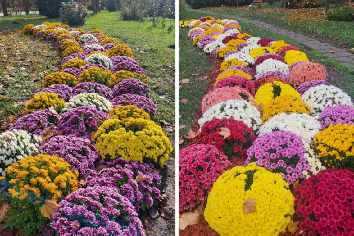 Crizantemele, vedetele toamnei și la Grădina Botanică de la Bucov