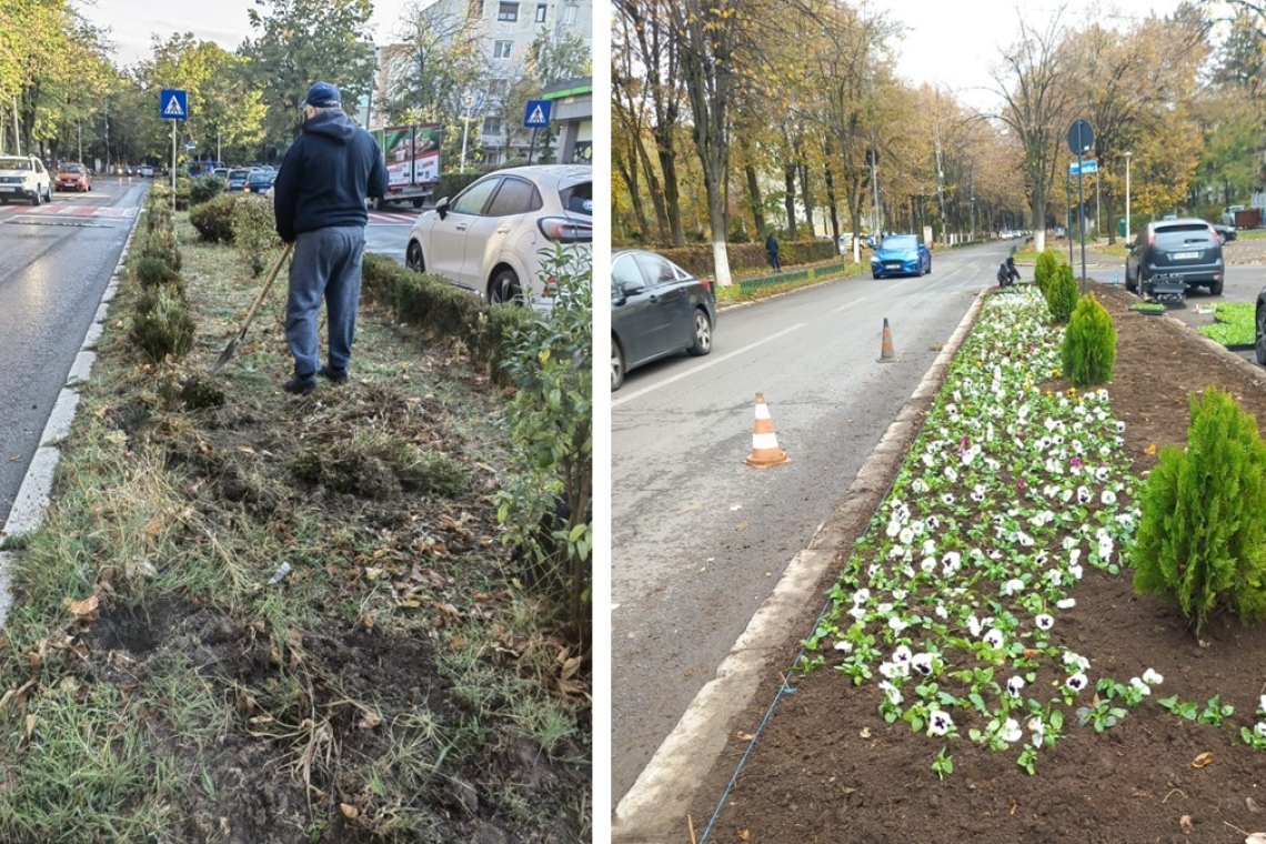 Cum transformă SGU spațiile verzi din Ploiești: de la bălării uscate, la flori și arbuști plini de viață
