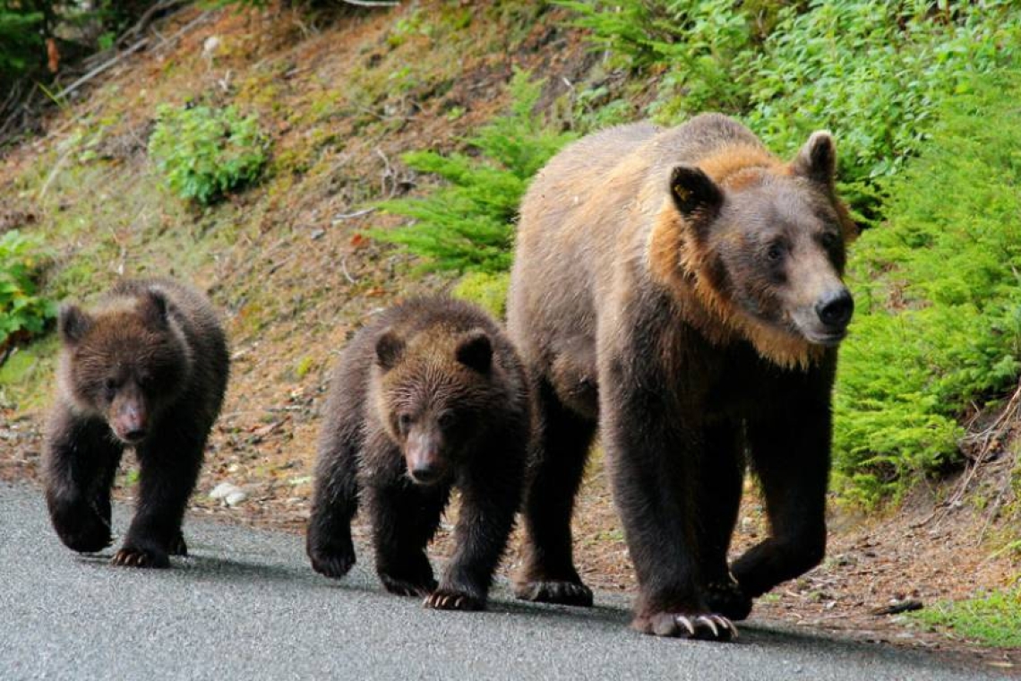 O nouă ordonanță. Hrănirea urșilor în libertate va fi sancționată cu amenzi de până la 30.000 de lei, iar exemplarele periculoase din localități vor putea fi împușcate