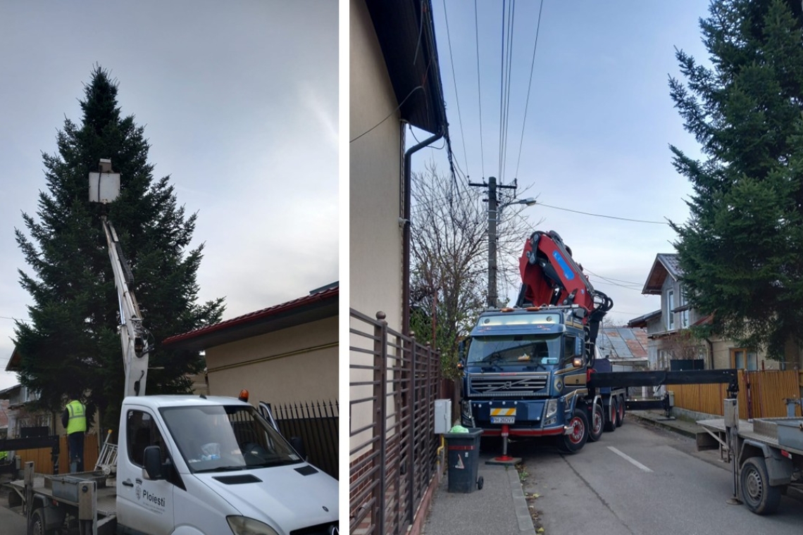 Brazii donați de ploieșteni și prahoveni vor aduce spiritul Crăciunului în cartierele Ploieștiului