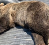 Un urs a murit după ce a fost găsit prins într-un laț, în comuna Gornet. Polițiștii au deschis dosar penal pentru braconaj