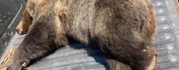 Un urs a murit după ce a fost găsit prins într-un laț, în comuna Gornet. Polițiștii au deschis dosar penal pentru braconaj