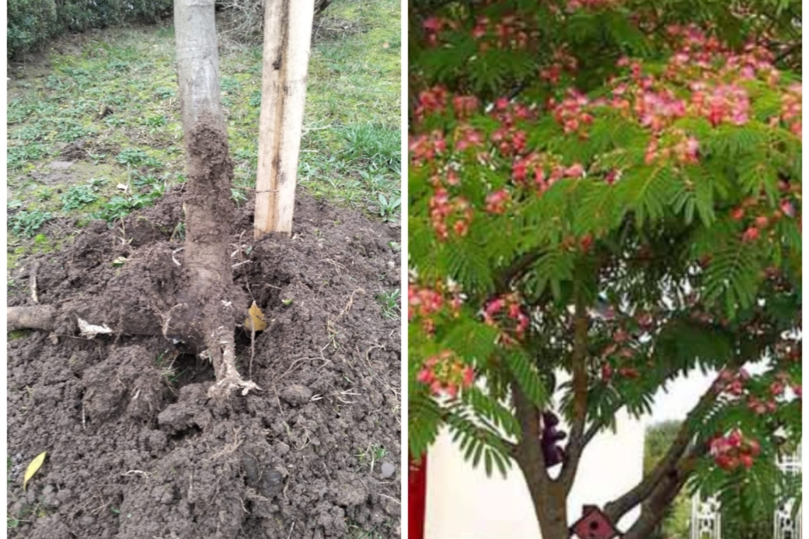 Arbori ornamentali furați din Parcul Ciocârlia din Ploiești, la doar câteva zile după plantare!