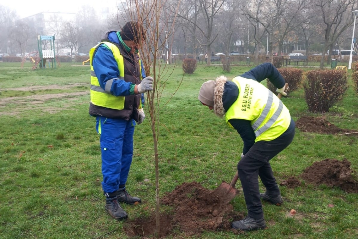 Ploieștiul devine mai verde, cu ajutorul SGU: peste 2.300 de arbori vor fi plantați până în 2026