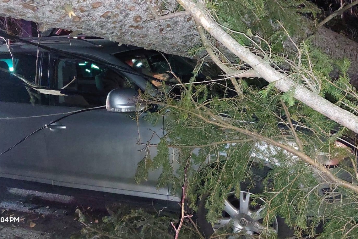 Copaci doborâți de vânt în Sinaia. Un autoturism avariat, cele trei persoane din mașină nu au fost rănite